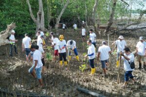 Dalam Rangka Hari Lingkungan Hidup Sedunia PLN Batam Tanam Bibit Mangrove dan Pungut Sampah di Desa Wisata Kampung Terih