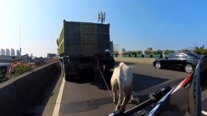 Viral di Medsos, Sapi Lepas di Tol Ancol Bikin Polisi Turun Tangan