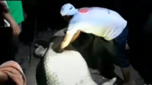 Ibu Hamil di Labuhan Batu Diterkam Buaya Saat Cuci Baju