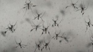 Kemenkes Sebar Nyamuk Wolbachia di 5 Kota di Indonesia