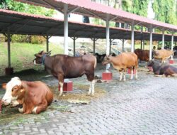 Semarak Idul Adha 1445 H, BP Batam Gelar Pemotongan Hewan Qurba