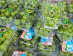 Anggur Shine Muscat di Kepri Aman Dikonsumsi