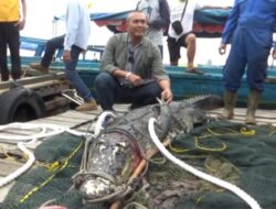 Temukan Buaya sampai Wilayah Pemukiman, Warga: Buaya Lepas Lebih dari Lima Ekor