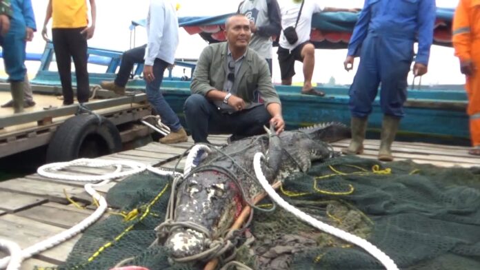 Warga menangkap buaya yang lepas dari penangkaran di Pulau Bulan