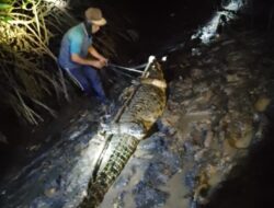 13 Ekor Buaya Penangkaran Berhasil Diamankan