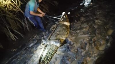 13 Ekor Buaya Penangkaran Berhasil Diamankan