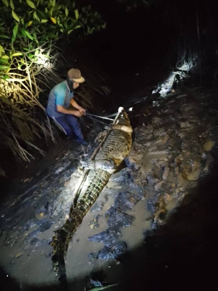 Warga pulau dan pesisir menangkap buaya lepas dari penangkaran Pulau Bulan