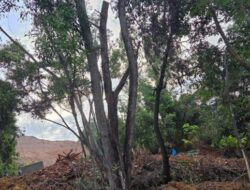 Pemotongan Bukit Vista Jadi Sorotan, Anggota DPRD Batam Ini Ingatkan Jangan Jadi Bom Waktu