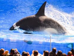 Viral Hoaks Bunuh Pelatih, Apakah Orca Bisa Memakan Manusia?