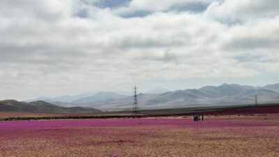 Gurun Atacama di Chile utara, salah satu wilayah terkering di dunia, berubah menjadi hamparan bunga setelah hujan lebat mengguyur kawasan tersebut. (Foto: REUTERS/Rodrigo Gutierrez)