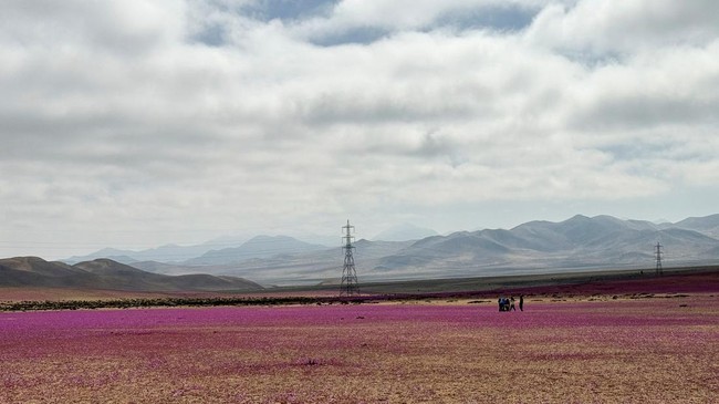 Gurun Atacama di Chile utara, salah satu wilayah terkering di dunia, berubah menjadi hamparan bunga setelah hujan lebat mengguyur kawasan tersebut. (Foto: REUTERS/Rodrigo Gutierrez)
